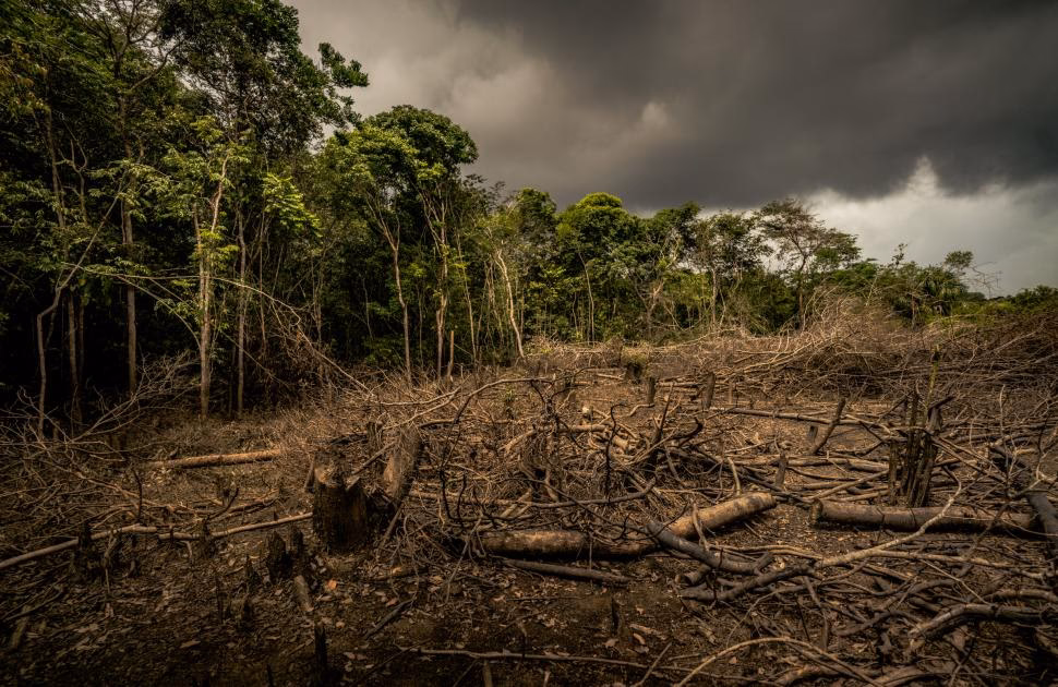What is the cultural impact of deforestation?