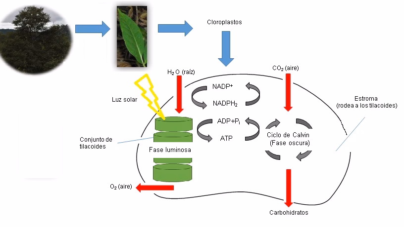 ¿Cuál es la fuente de energía de la biosfera?
