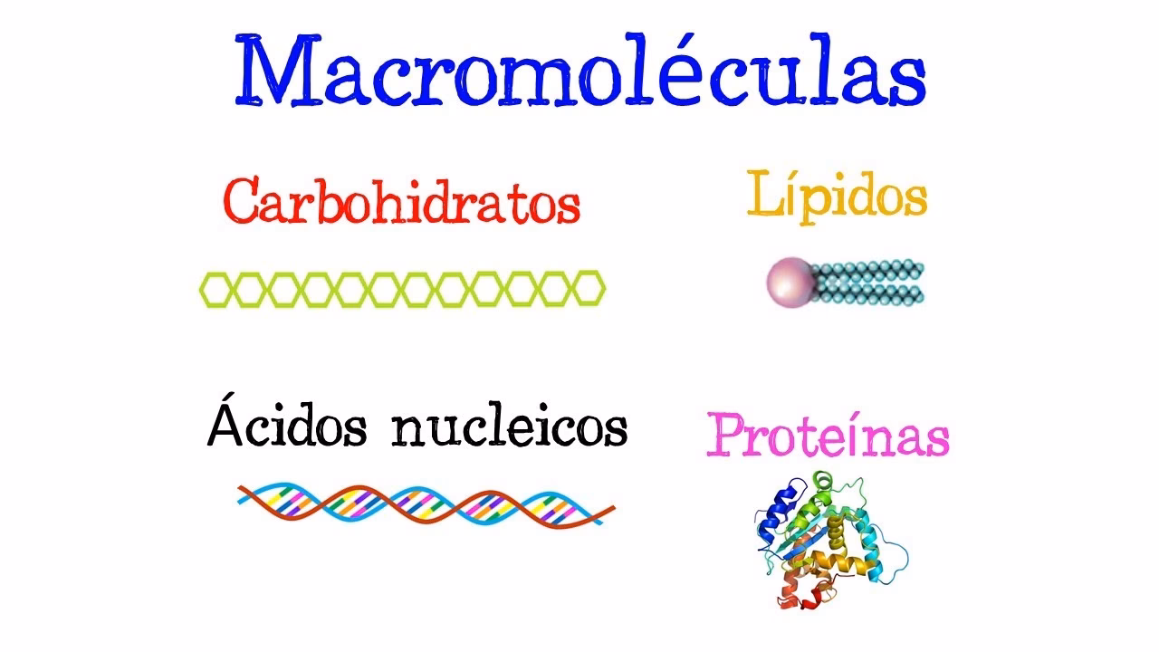 ¿Cómo se descomponen las macromoléculas?