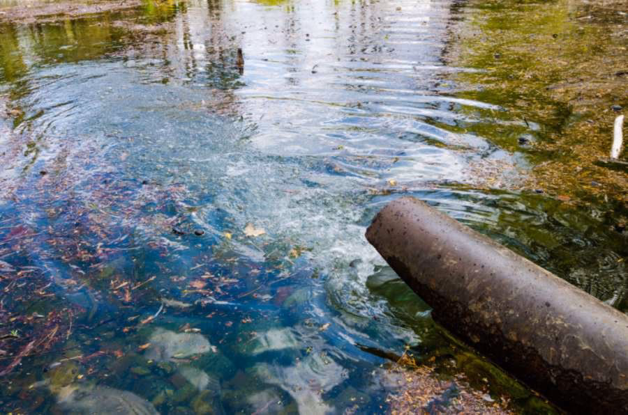 ¿Por qué las algas azul-verdosas son tan peligrosas para el agua potable?