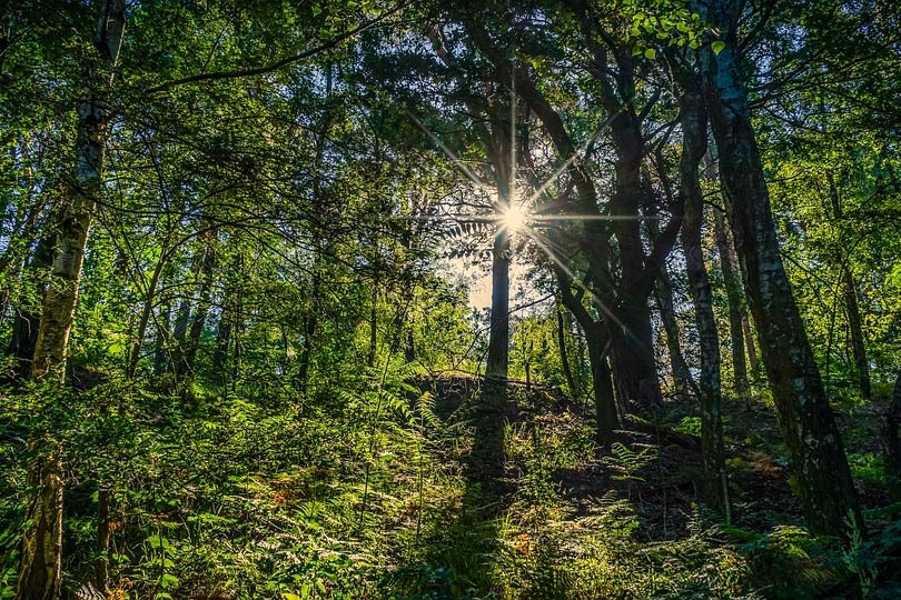 ¿Cómo limpiar el eucalipto?