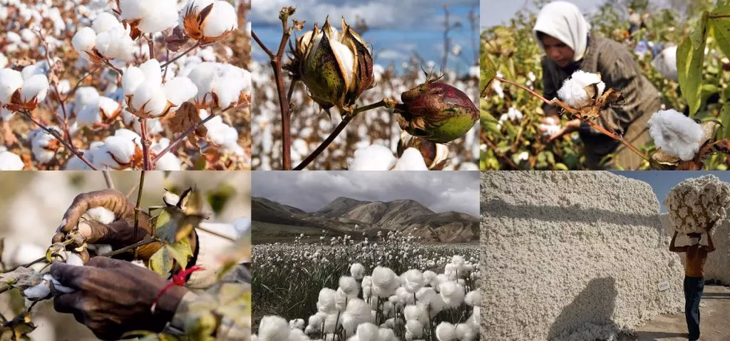 ¿Cuáles son las consecuencias de la producción de algodón?