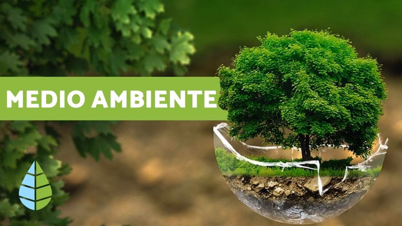 ¿Cómo podemos entender el medio ambiente?