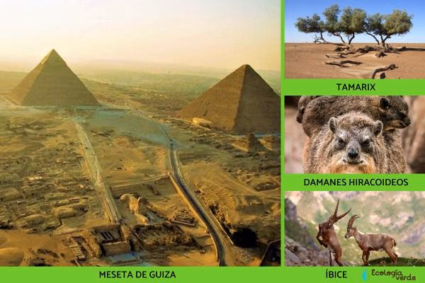 ¿Cuál es el enfoque sostenible adoptado por el Antiguo Egipto?