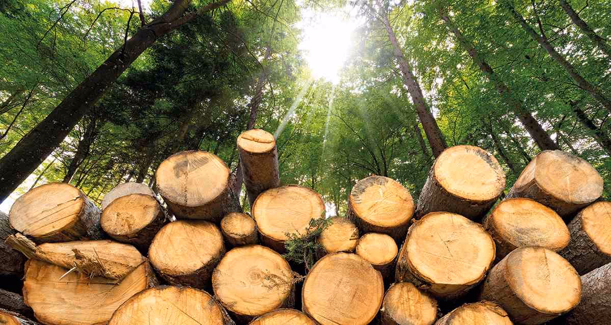 ¿Cómo se obtiene la biomasa?