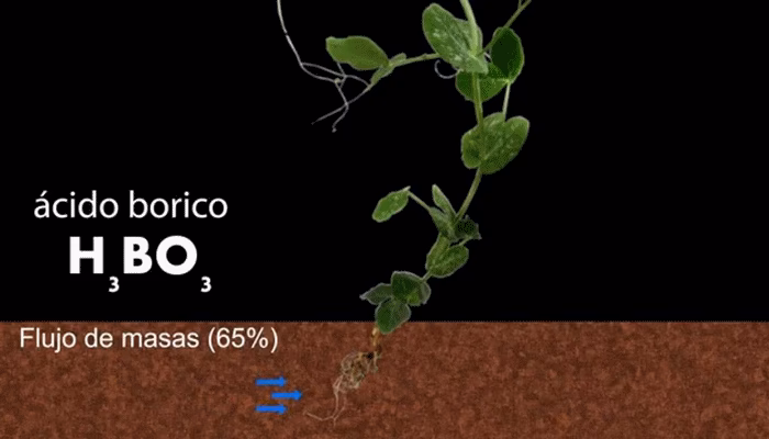 ¿Dónde se acumula el boro?