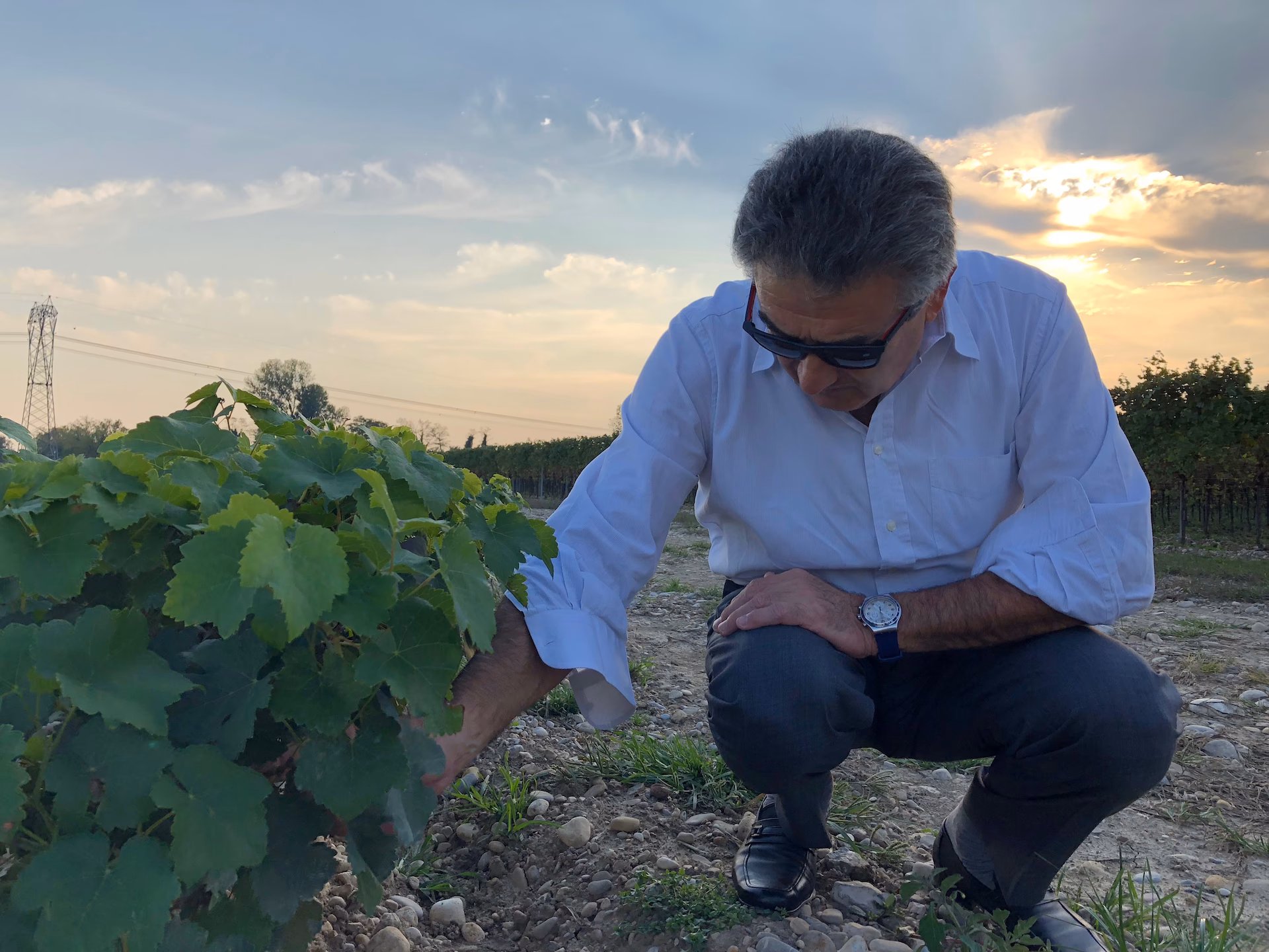 ¿Cómo afecta el cambio climático al cultivo de la vid?