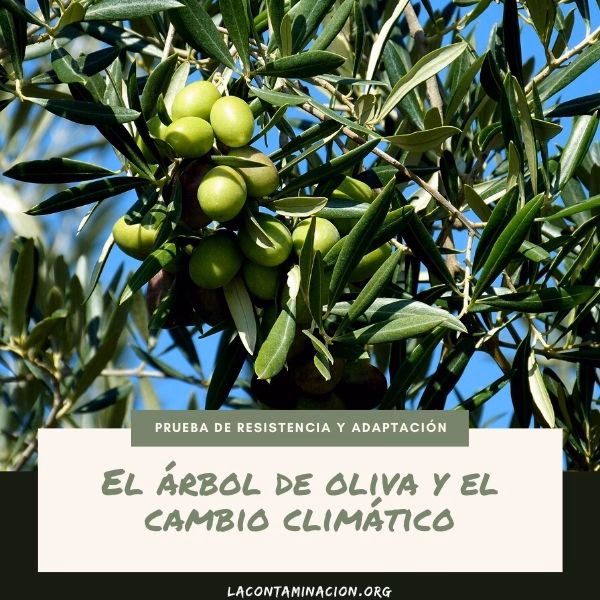 ¿Cuáles son los efectos negativos del cambio climático y la Rivalidad geopolítica?