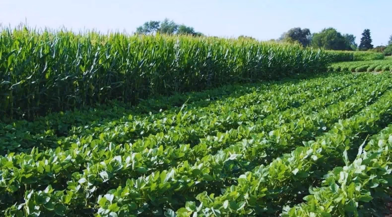 ¿Cuál es el impacto de las heladas en el agro?