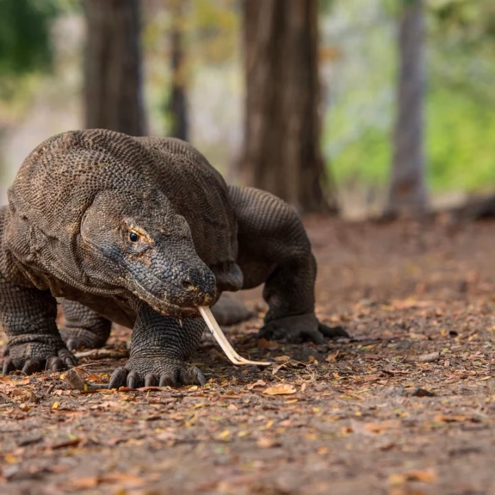 ¿Qué es el dragón medio?