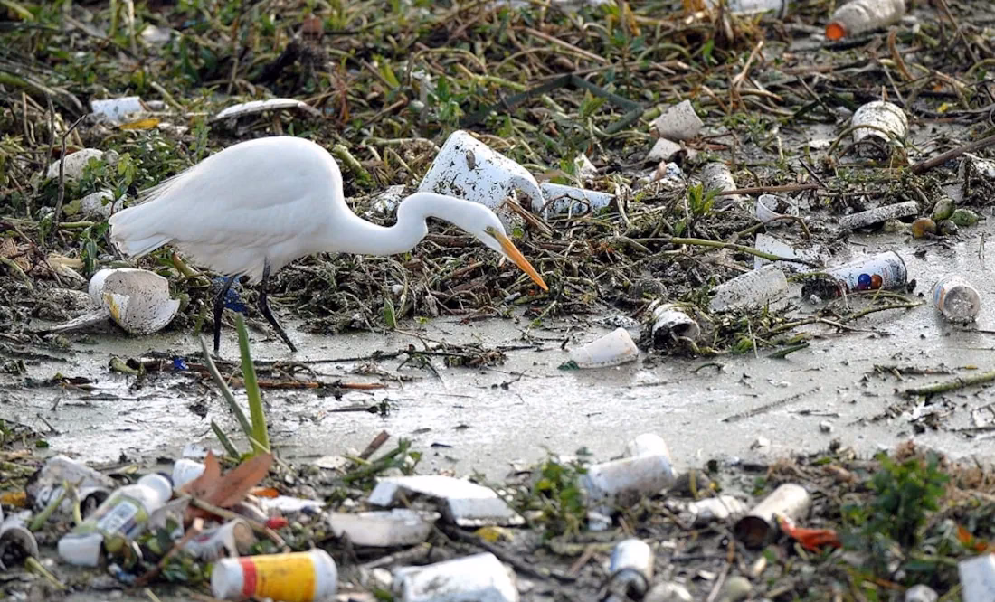 ¿Cuál es el impacto del hombre en los ecosistemas?