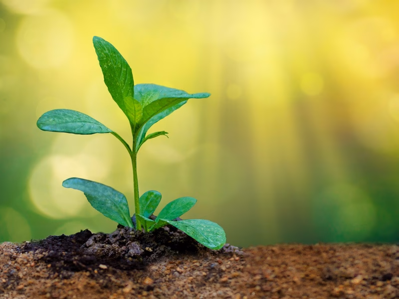 ¿Cuál es la influencia del Islam en el mundo?