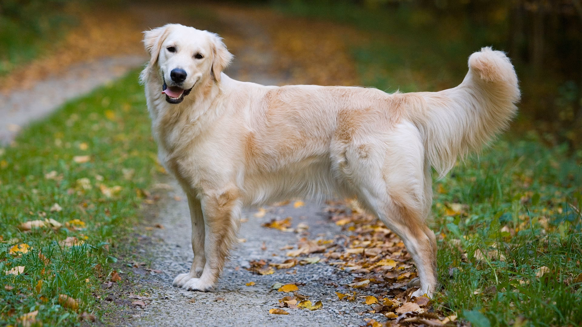 ¿Cómo influye el ambiente en los perros?