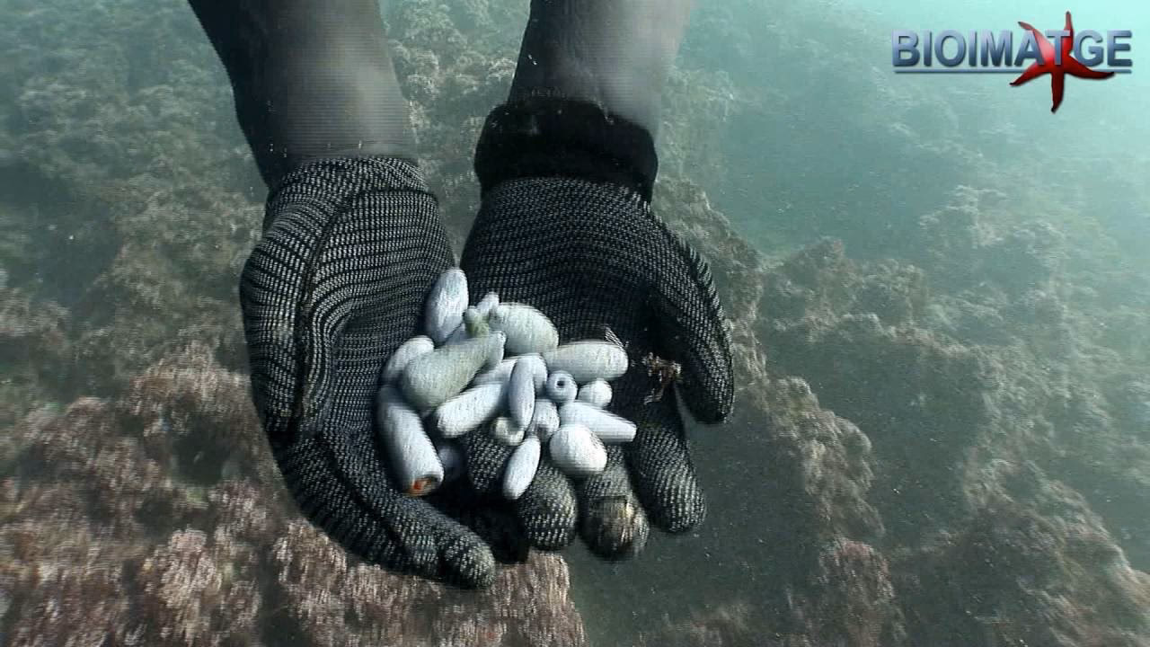 ¿Cuáles son las repercusiones directas de la ingesta de plomo metálico?