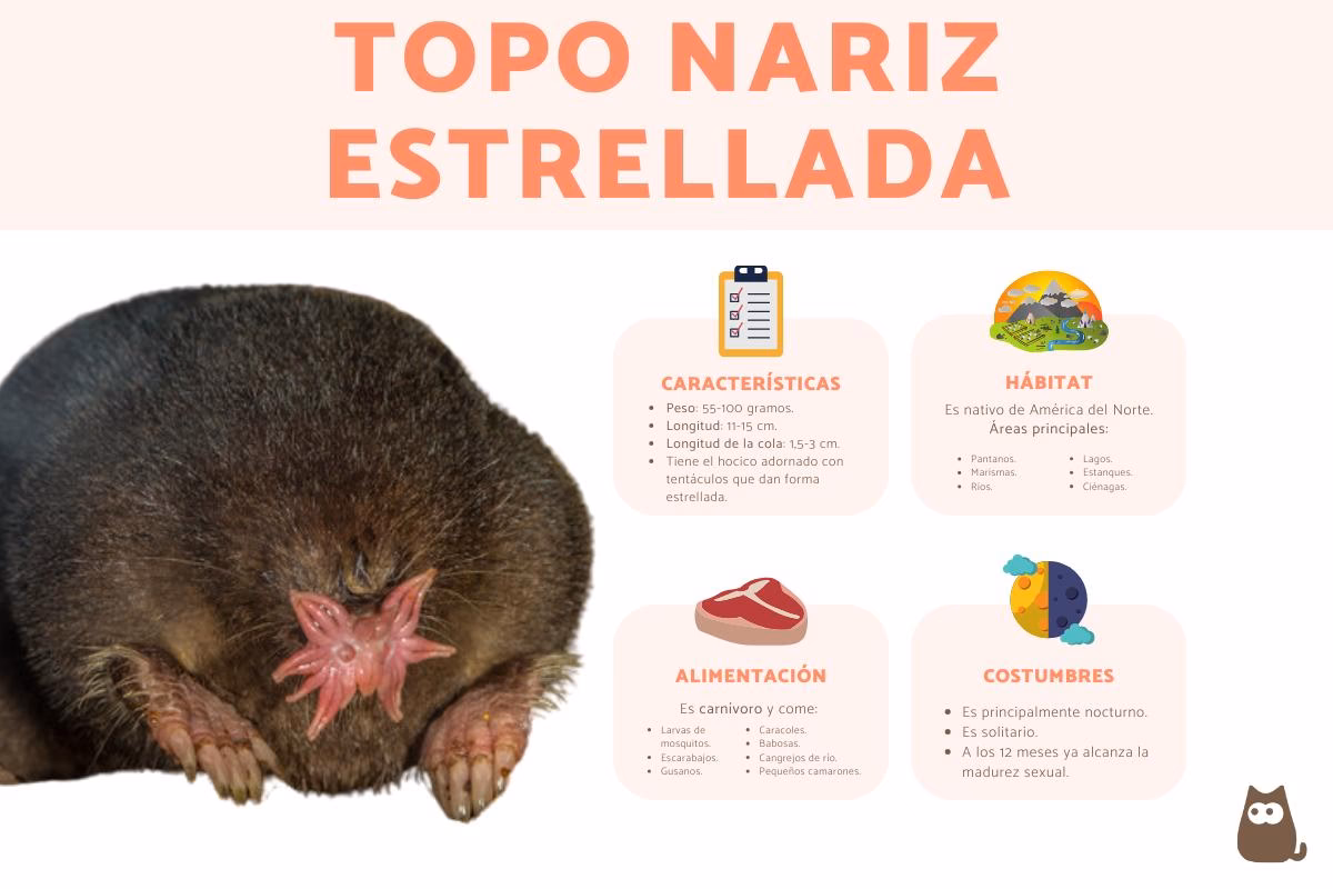 ¿Qué buscan los tentáculos del Topo Nariz Estrellada?