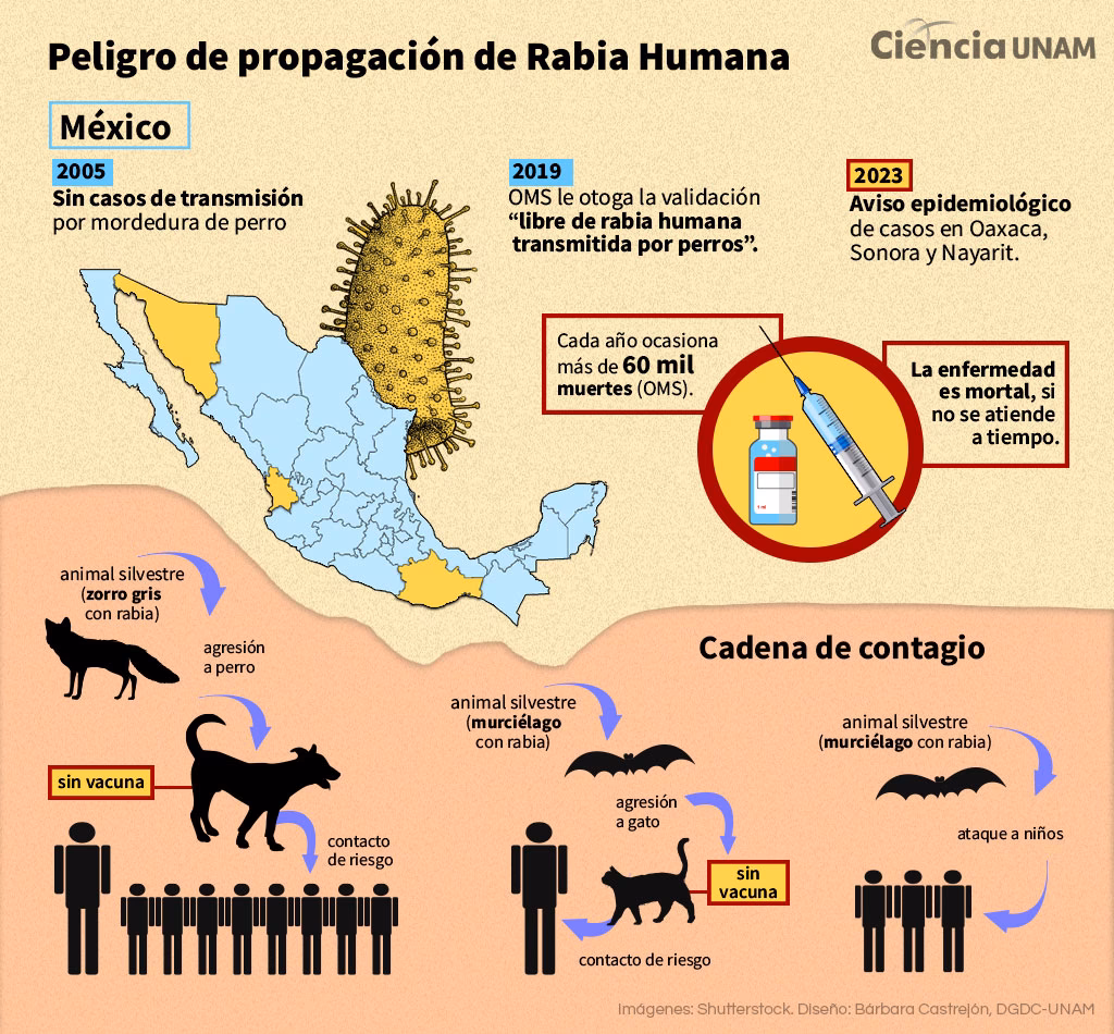 ¿Cómo afecta el medio ambiente al virus de la rabia?