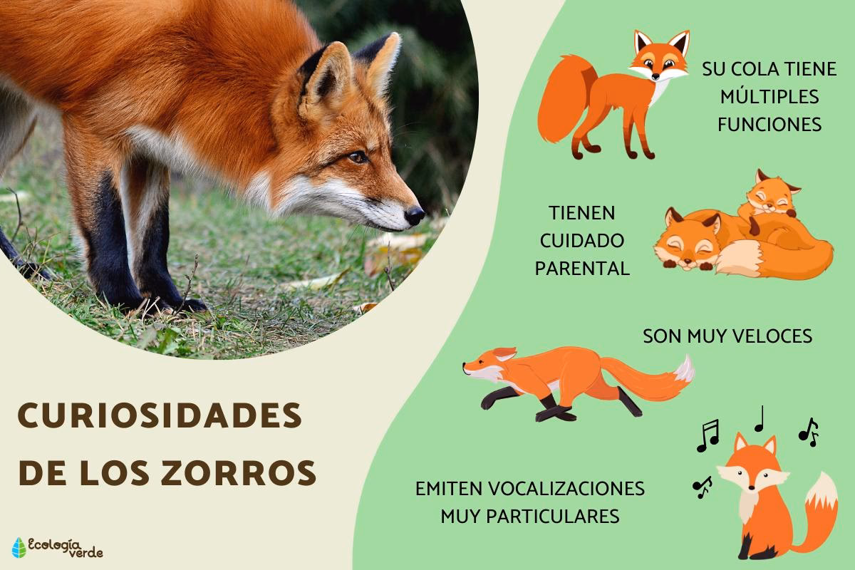 ¿Cómo se adaptan los zorros al cambio climático?