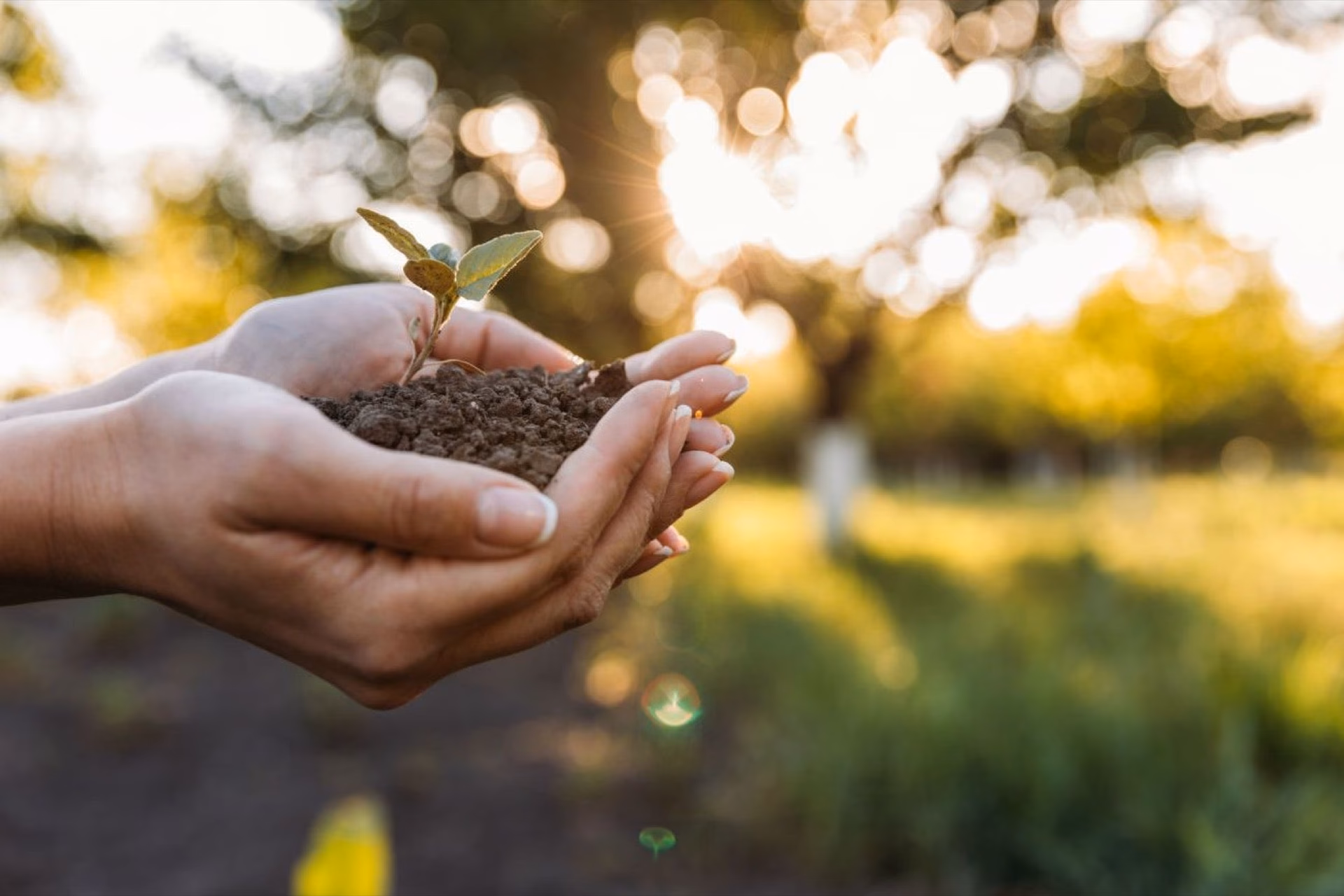 ¿Cómo emprender con éxito en el ámbito ambiental?