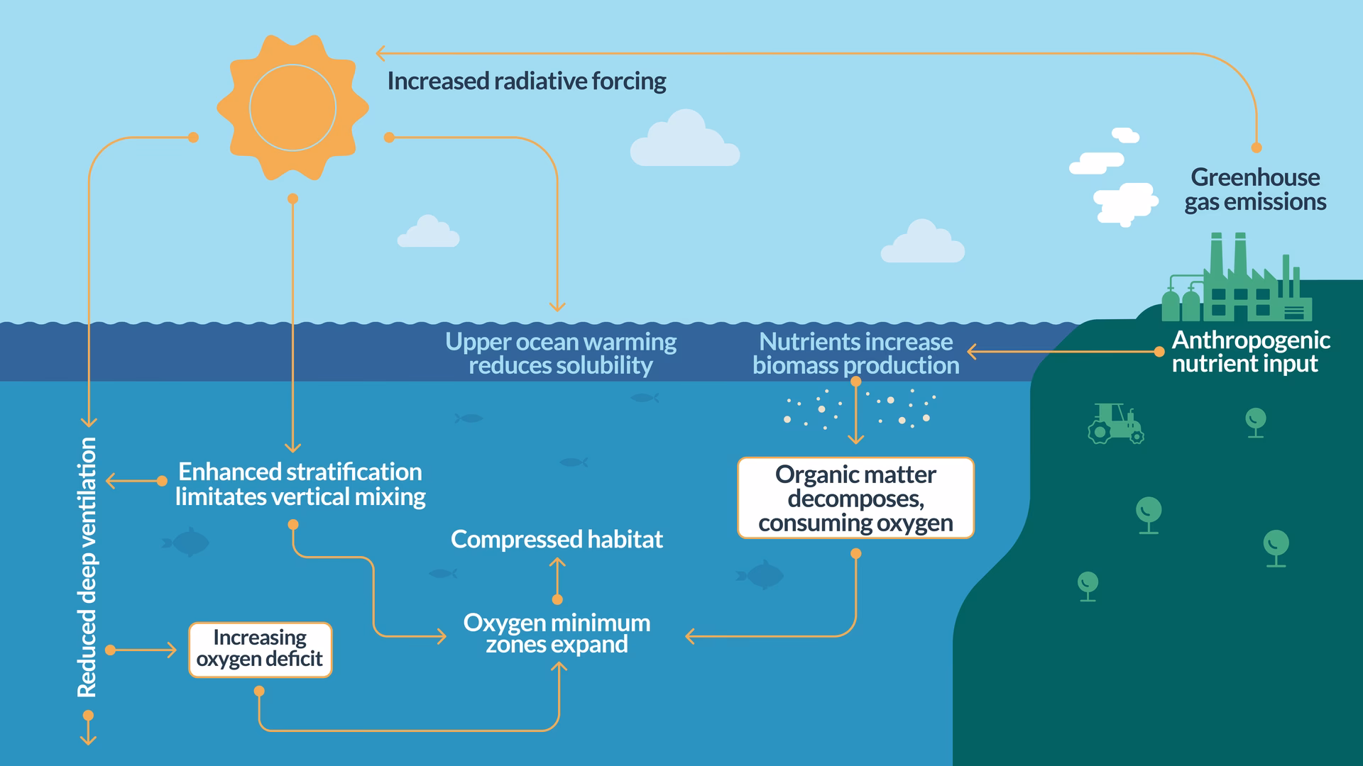 ¿Cómo afecta el ciclo del oxígeno al medio ambiente?