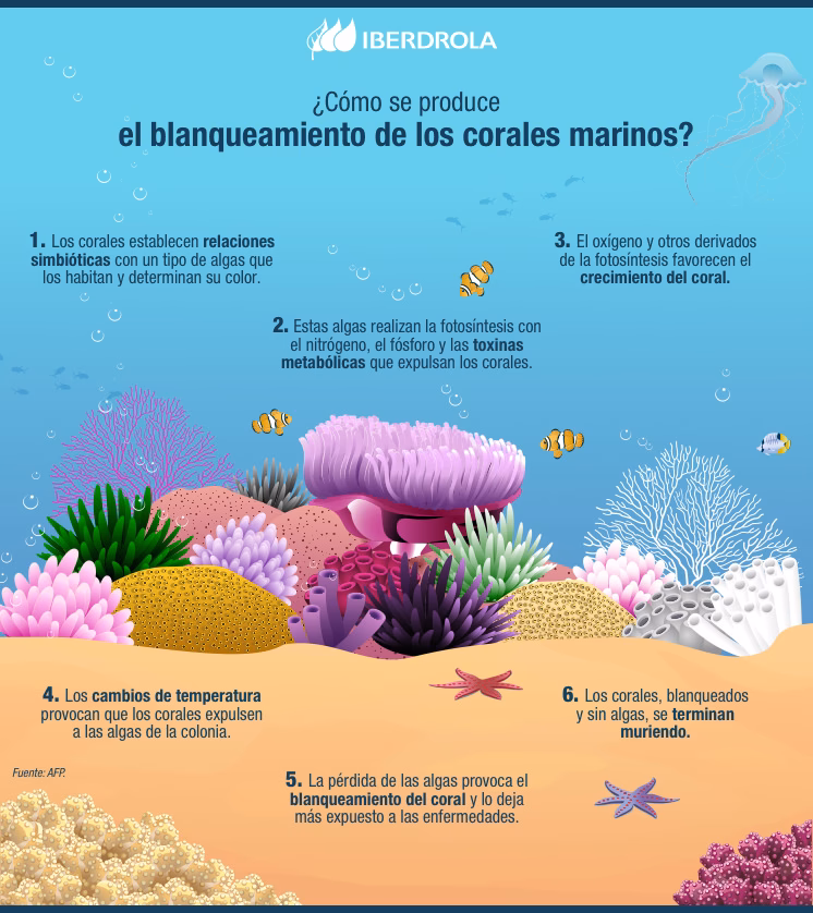 ¿Cómo afectan los corales a la fauna marina?
