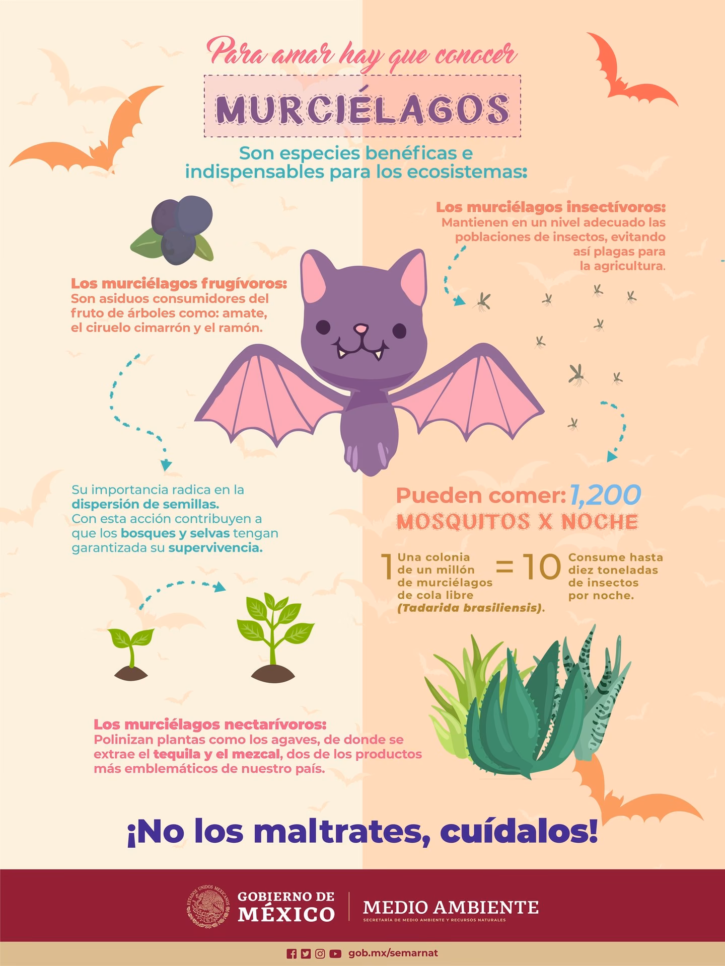 ¿Por qué se deben implementar medidas para la conservación de murciélagos?