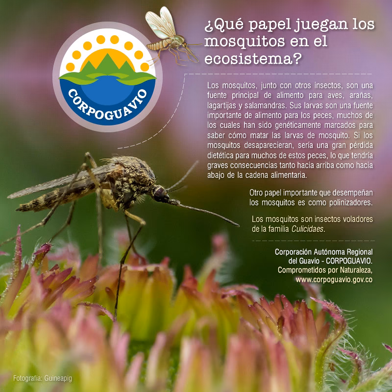 ¿Cómo se controlan los mosquitos en México?