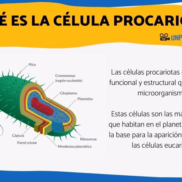 ¿Dónde viven los procariontes aerobios y anaerobios?