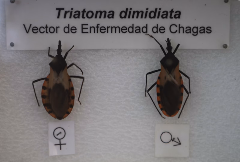 ¿Qué factores influyen en la gravedad de una picadura de insecto?