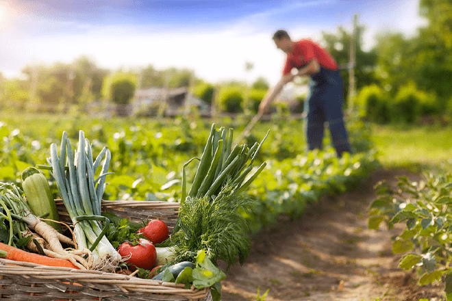 ¿Cuántas cooperativas agrícolas hay en misiones?