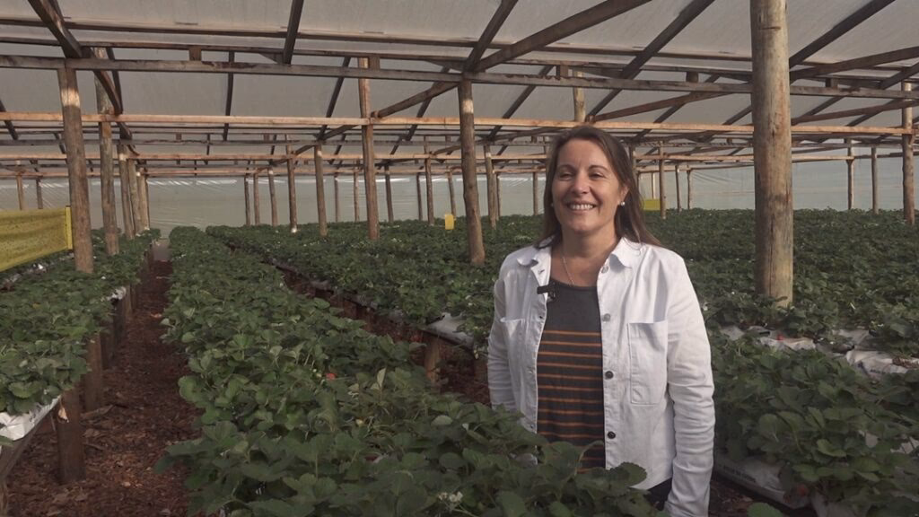 ¿Cuáles son las orientaciones de la producción agrícola en misiones?