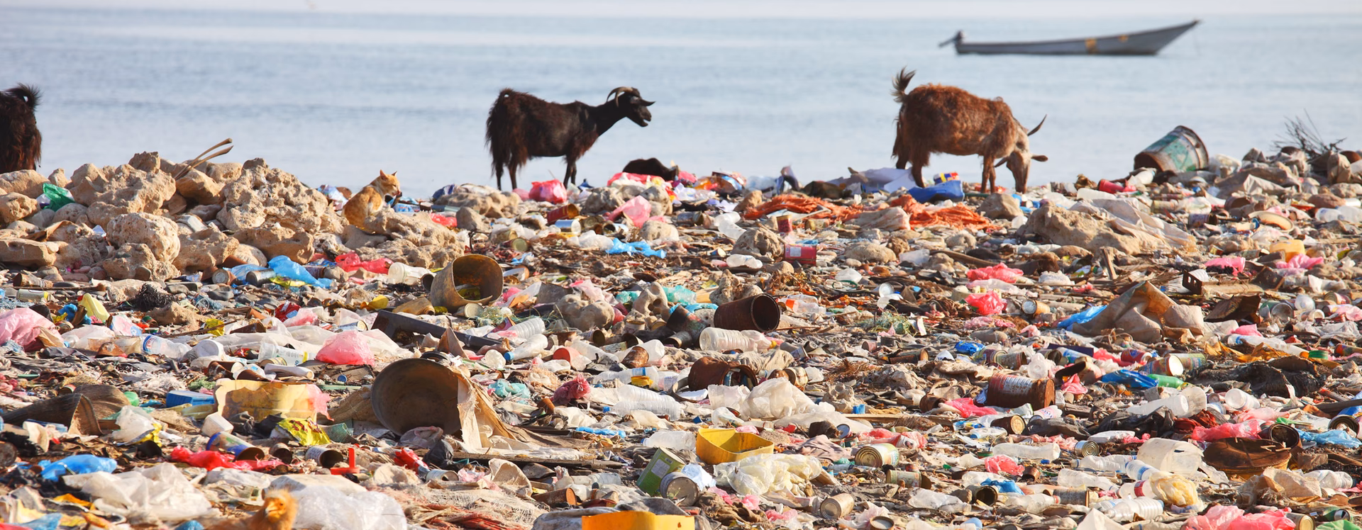 What are the effects of environmental pollution?