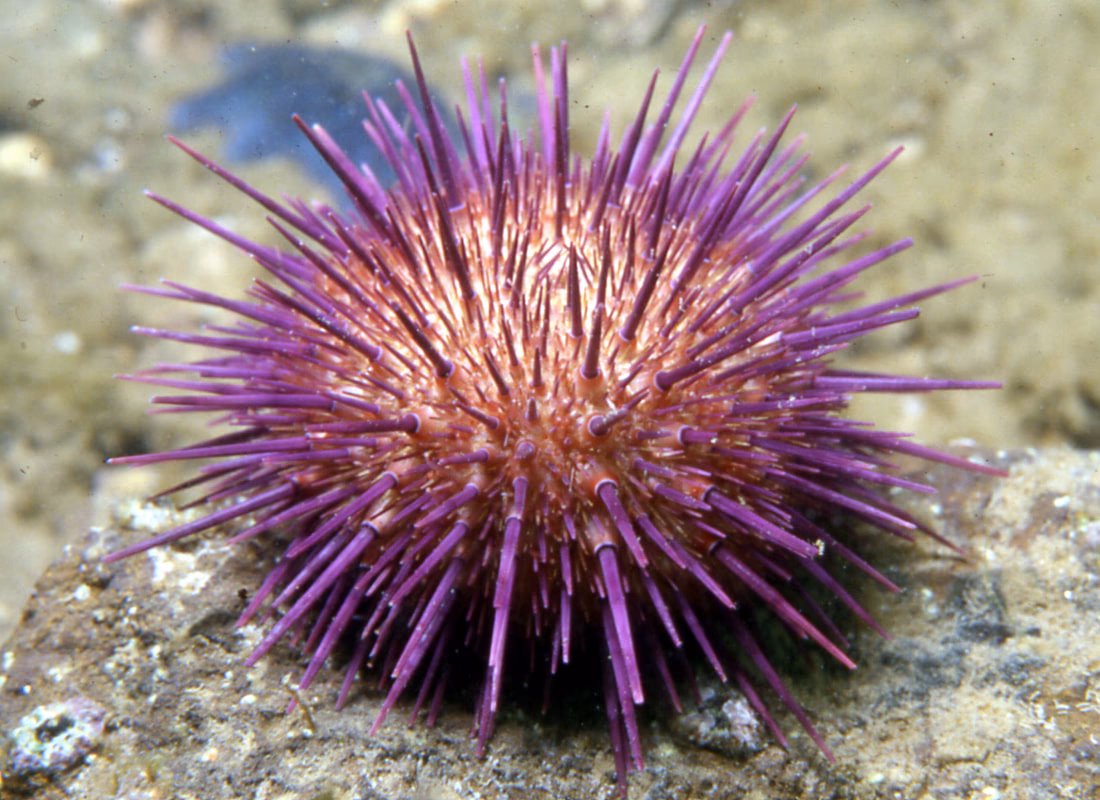 ¿Cuáles son los impactos de los equinodermos?