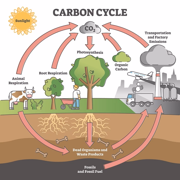 ¿Cómo afecta la degradación de la materia orgánica al cambio climático?