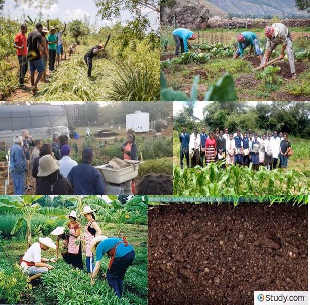 ¿Qué es el organismo especializado en agricultura?