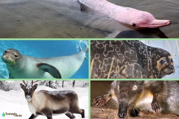 ¿Por qué las especies polares están afectadas por el calentamiento global?