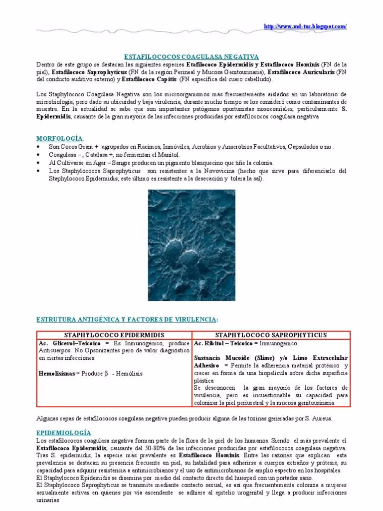 ¿Qué es el Staphylococcus coagulasa negativo?