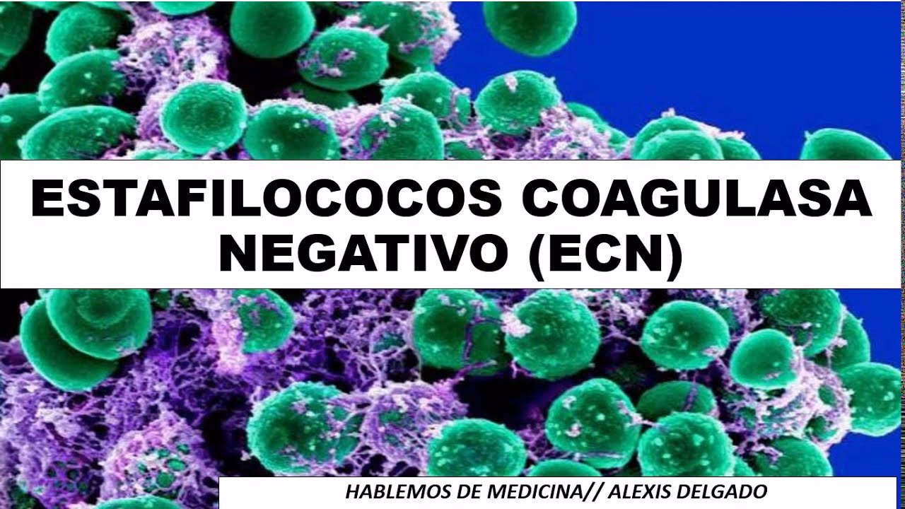 ¿Qué son los estafilococos coagulasa negativos?