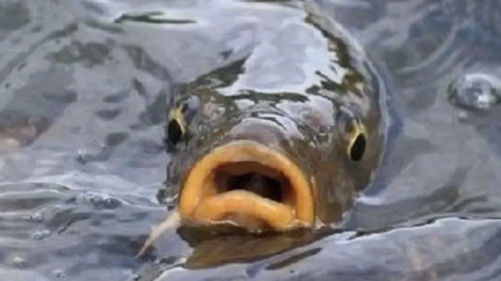 ¿Cómo capturar peces en un río?