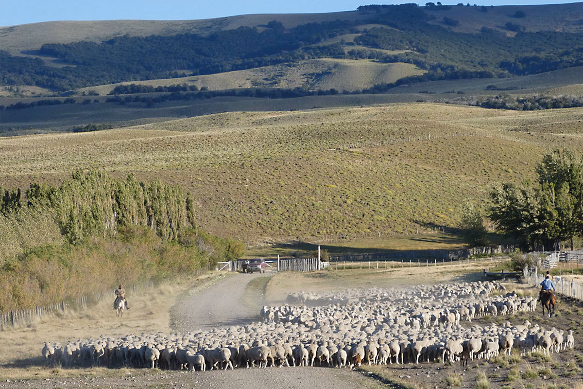 ¿Cuáles son los problemas ambientales de la estepa en la Patagonia?