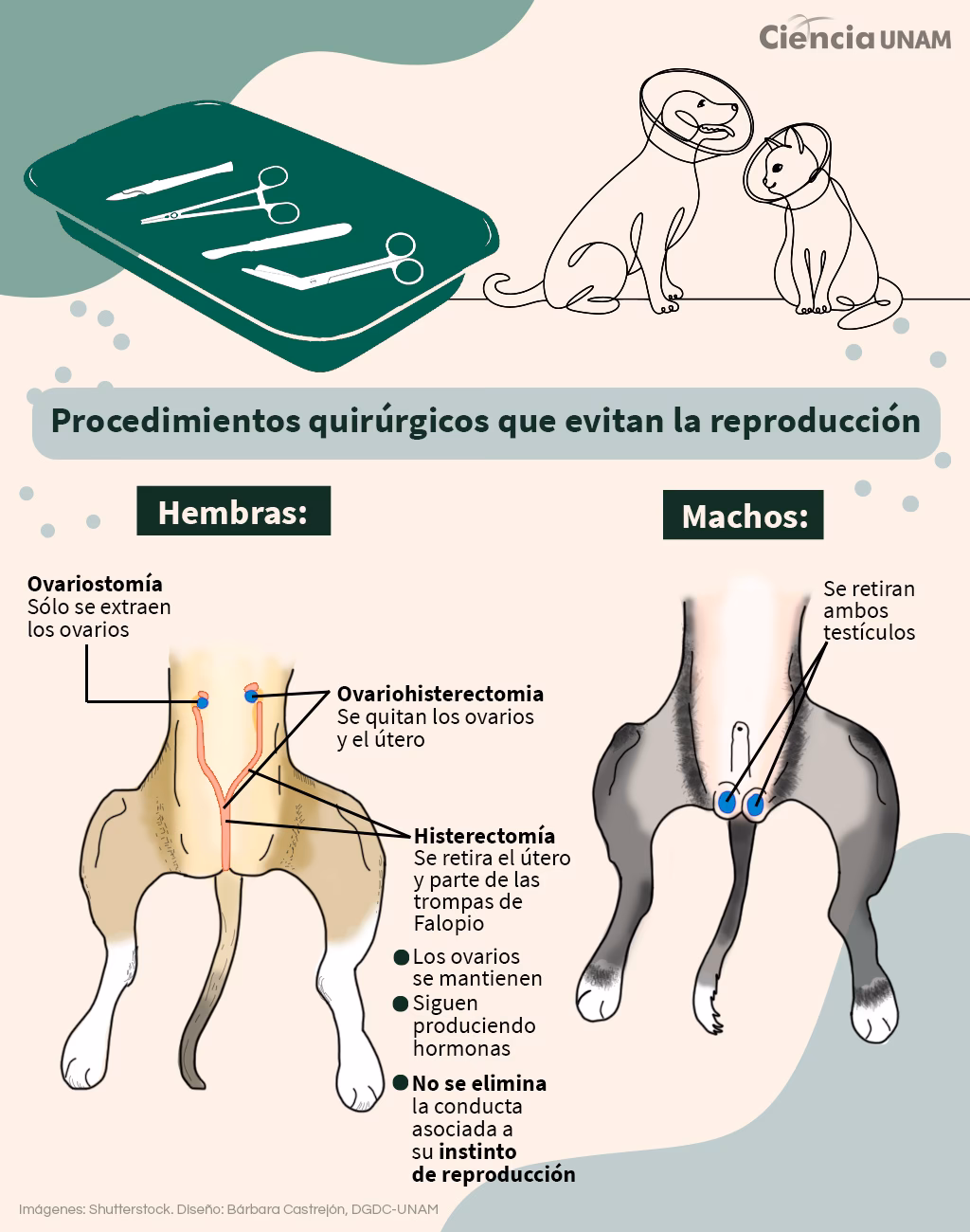 ¿Cuáles son los beneficios de la esterilización en gatos?