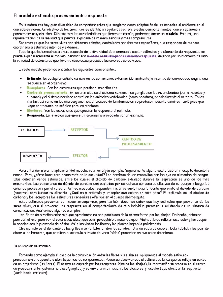 ¿Dónde se encuentran los receptores de los estímulos?