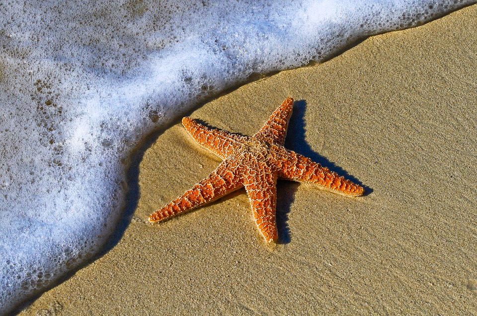 ¿Qué ocurre si tocas una estrella de mar?
