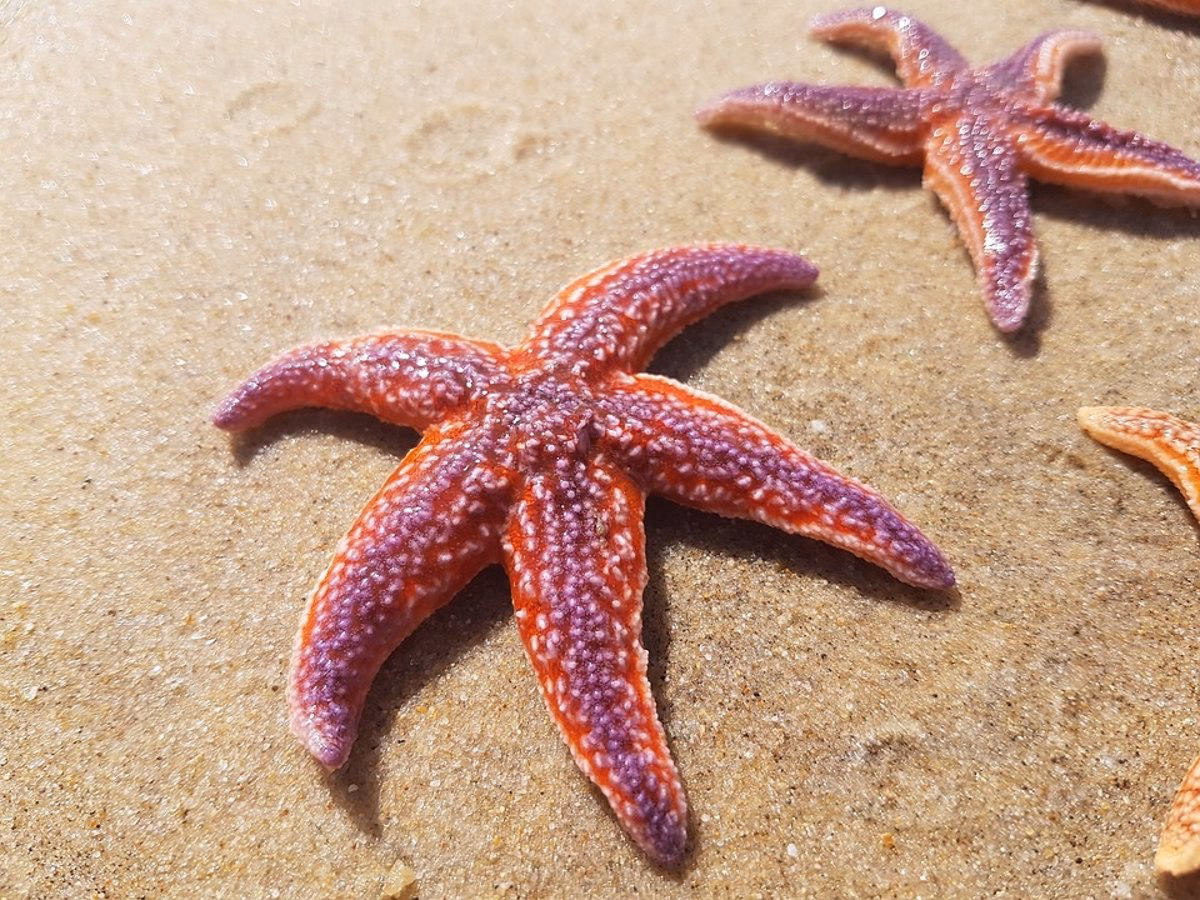 ¿Cómo afecta el cambio climático a las estrellas de mar?
