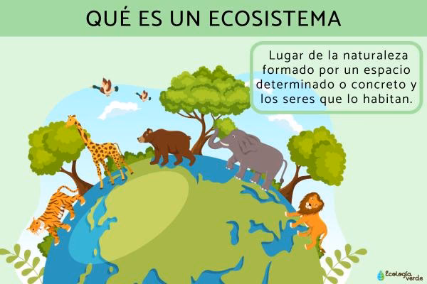 ¿Cómo ayudar al medio ambiente?