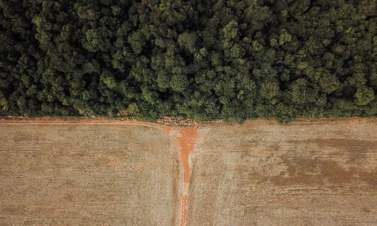 What is the new EU deforestation regulation?