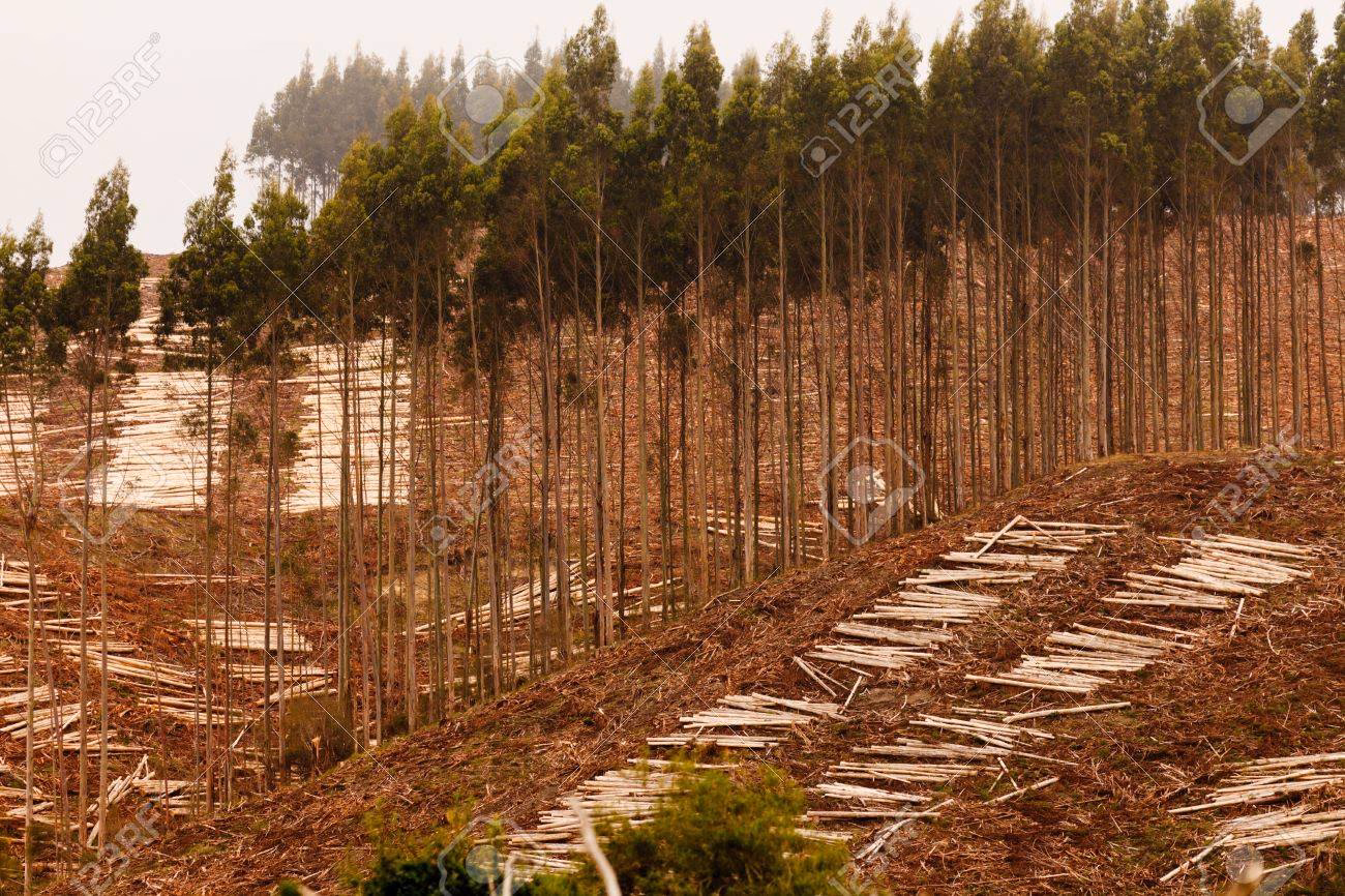 ¿Cuáles son los beneficios de la forestación de eucaliptos?