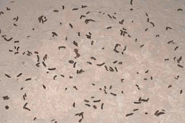 ¿Cómo se ve el excremento de ratón?