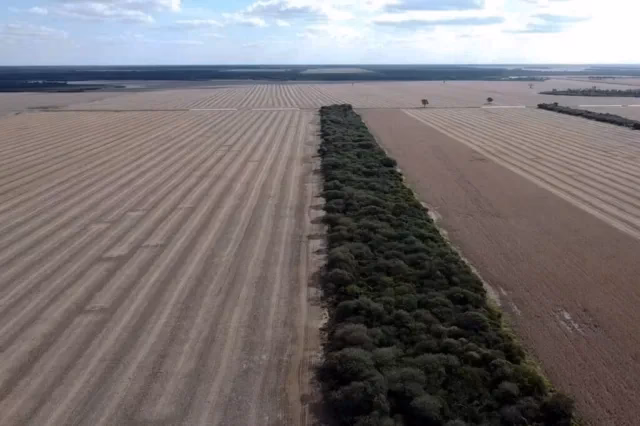 ¿Por qué el Gran Chaco argentino está bajo protección ambiental?