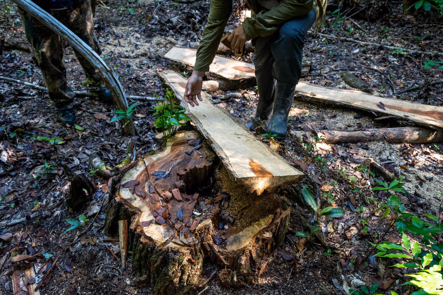 ¿Qué derechos se deben respetar en caso de desmonte de bosques nativos?
