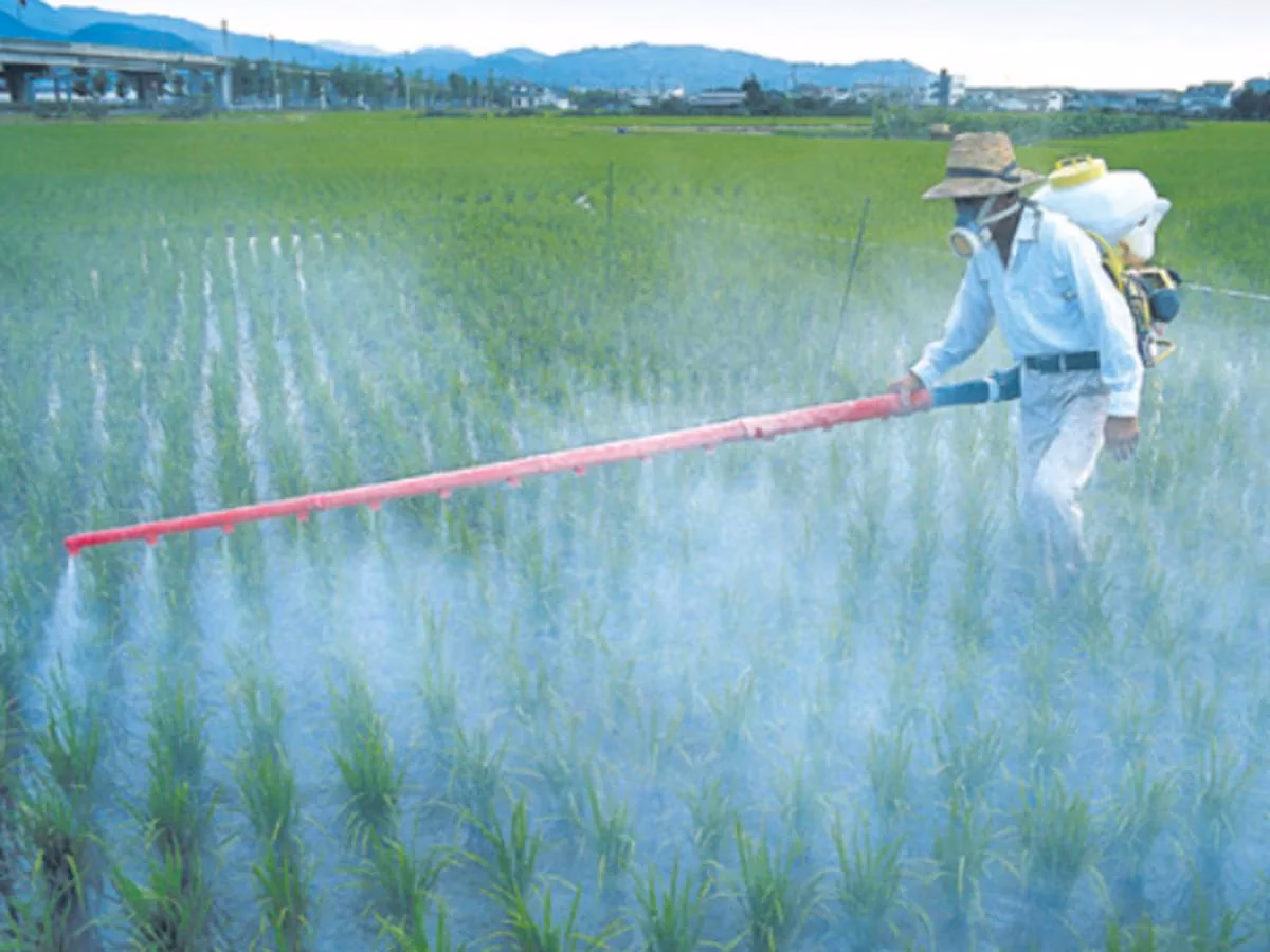 ¿Cómo contaminan los fertilizantes y plaguicidas al medio ambiente?